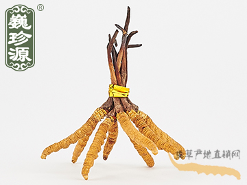 冬蟲夏草 那曲冬蟲夏草4條/克 中期草 精選貨