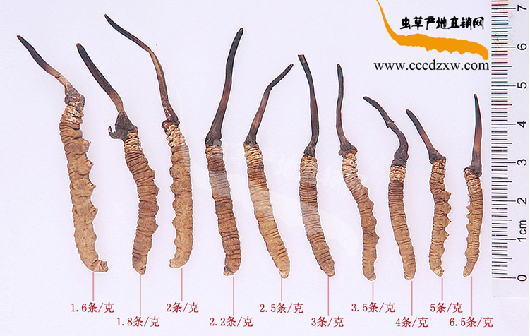 ���x�Ĳ�һ���ж��,���x�Ĳ�һ�l�����ǎ׿��ض��ٿ�,���x�Ĳ�1�l�ж��L(zh��ng)�ж���,һ���x�ݵ��L(zh��ng)�������Ƕ���,1�����x�Ĳ��Ў׹��֎������L(zh��ng)